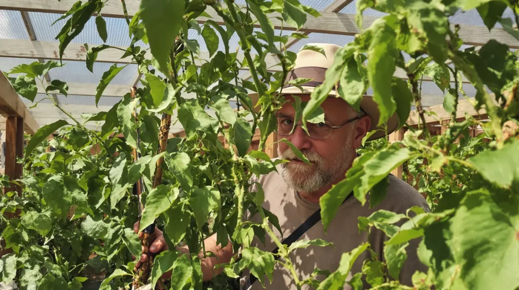 Les anciens le savaient : cette astuce oubliée des années 70 terrasse le mildiou au potager