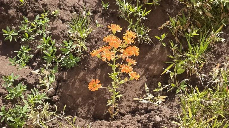 À planter ce printemps : cette vivace métamorphose un simple massif en décor de jardin d’exception